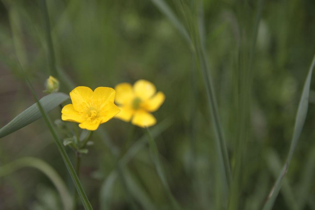 דונגו Agriturismo Botton D'Oro מראה חיצוני תמונה