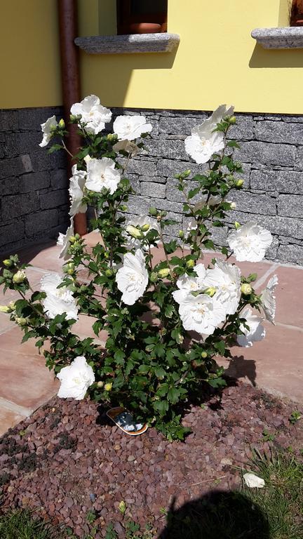 דונגו Agriturismo Botton D'Oro מראה חיצוני תמונה